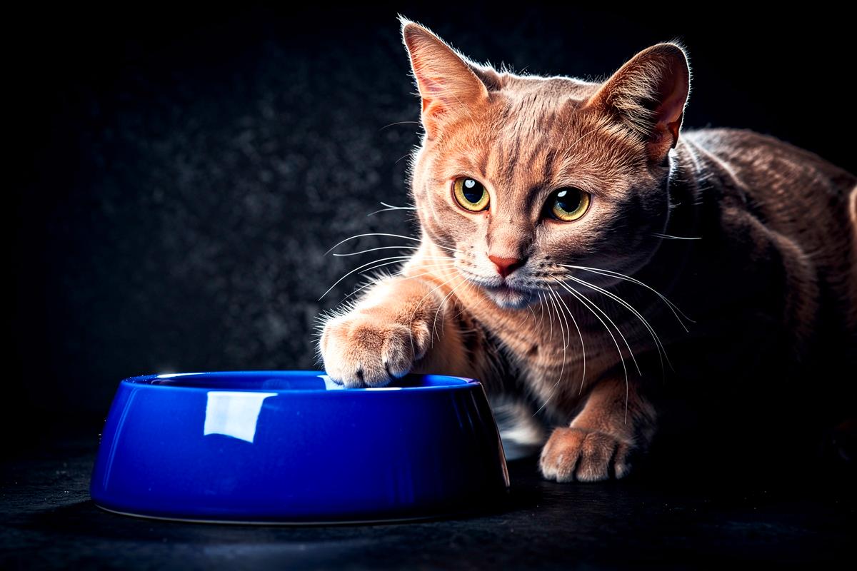 Właściciele kotów kupują teraz tylko niebieskie miski, weterynarze tłumaczą dlaczego